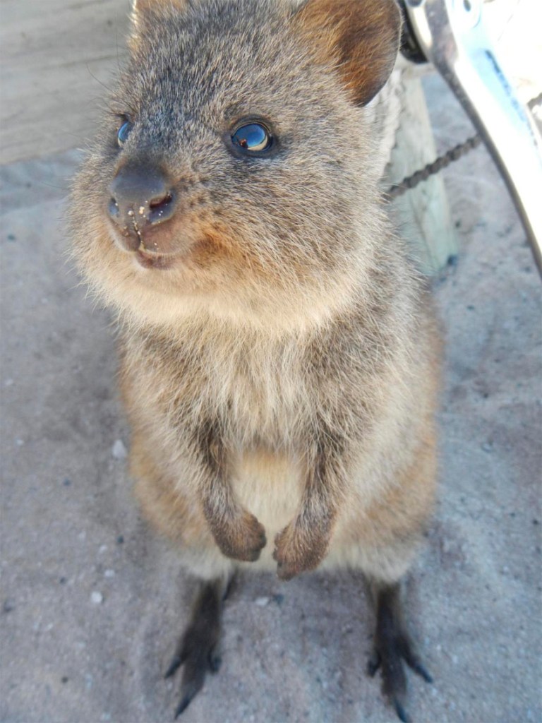 3_quokka