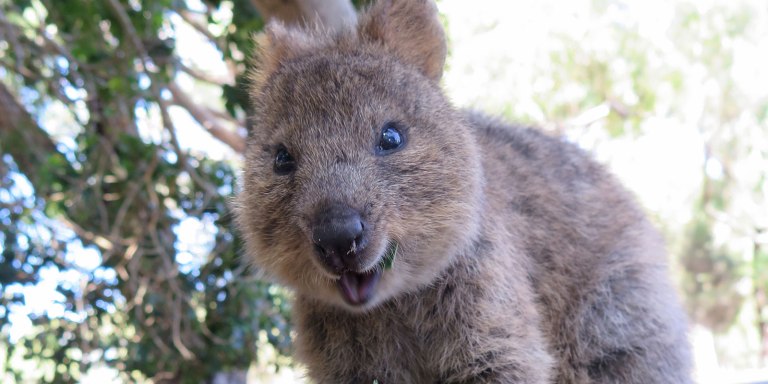A quokka with a winning smil. Photo: Sylke Rohriach, flickr