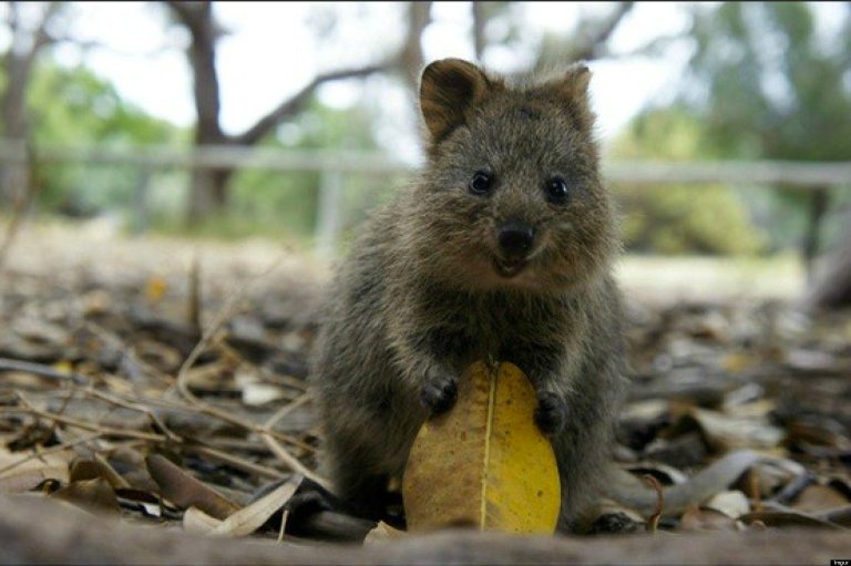 o-QUOKKA-HAPPIEST-ANIMAL-facebook
