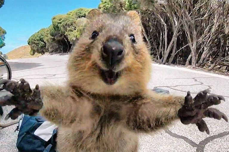 quokka-instagram-feature
