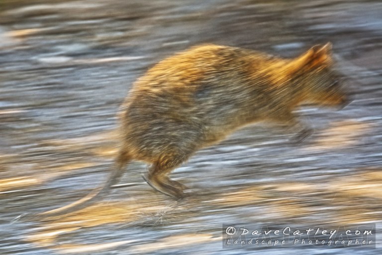 Speedy Quokka-Rottnest Island-Perth-_MG_1248--Popup